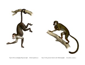 Singe écureuil, 1860 - German School